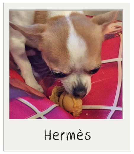 Hermès avec nos cupcaes pour chiens